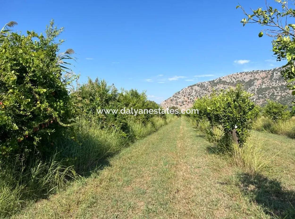 Field For Sale In Dalyan