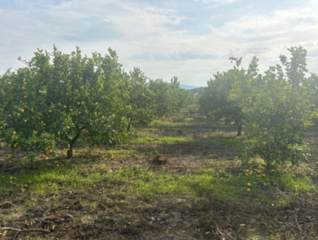 Field Land For Sale In Tepearası