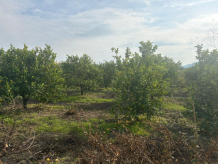 Field Land For Sale In Tepearası