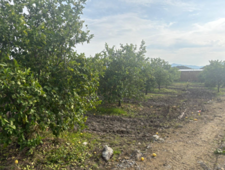 Field Land For Sale In Tepearası