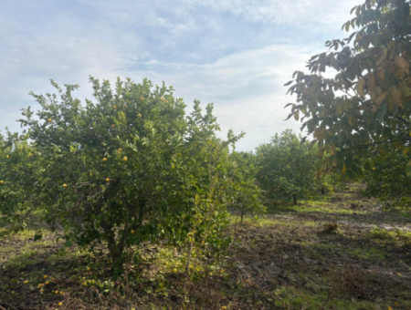 Field Land For Sale In Tepearası