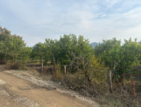 Field Land For Sale In Tepearası