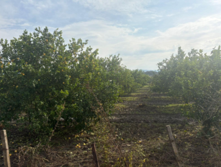 Field Land For Sale In Tepearası