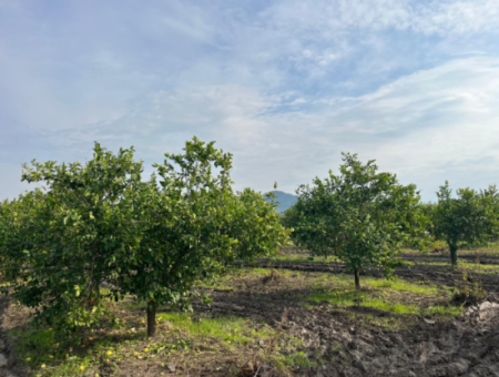 Field Land For Sale In Tepearası