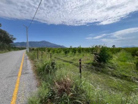 Dalyan İztuzu Yolunda Satılık Nar Bahçesi