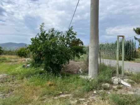 Dalyan İztuzu Yolunda Satılık Nar Bahçesi