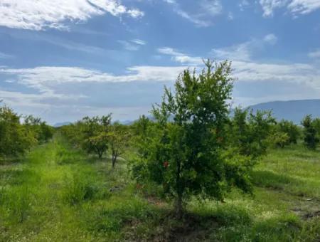 Dalyan İztuzu Yolunda Satılık Nar Bahçesi