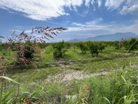 Dalyan İztuzu Yolunda Satılık Nar Bahçesi